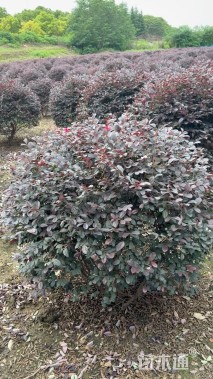 冠幅100厘米红花继木球