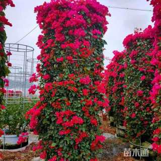 高度50厘米凤仙花