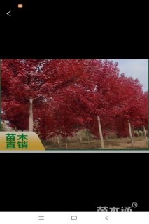 8公分美国红枫-红冠
