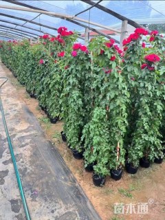 200厘米藤本月季