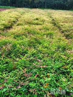 高度35厘米南天竹