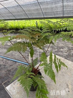 高度60厘米贯众