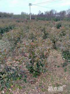 冠幅100厘米红叶石楠球