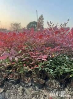 高度50厘米南天竹