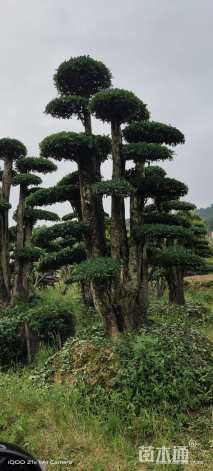 30公分椤木石楠