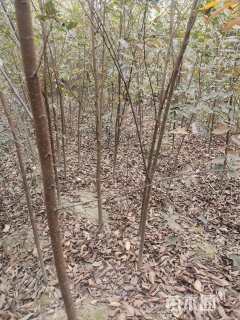 高度150厘米红榉小苗