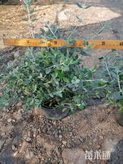 高度25厘米灌从石蚕