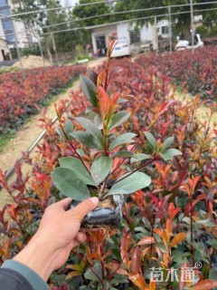 1公分红叶石楠