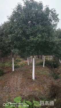 8公分高杆红叶石楠