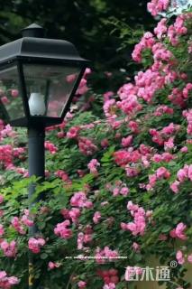 红刺玫种子红刺玫种子