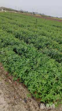 高度30厘米金丝桃