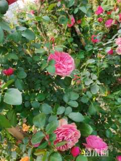 150厘米藤本月季