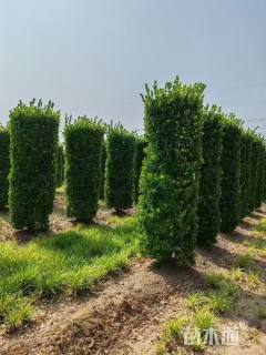 高度300厘米大叶黄杨柱