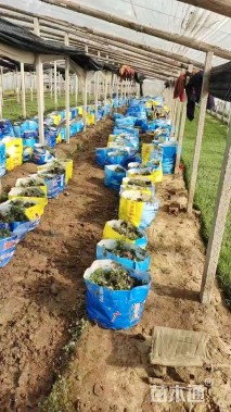 高度13厘米委陵菜