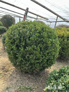 冠幅100厘米大叶黄杨球