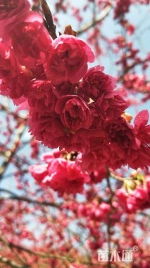 12公分樱花