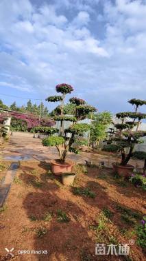 高度155厘米三角梅