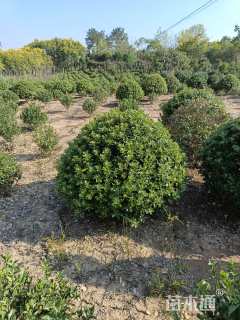 冠幅100厘米海桐球