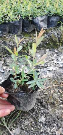 高度15厘米杞柳