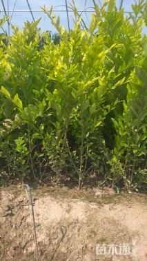 高度80厘米金叶水蜡