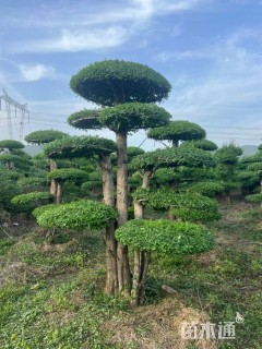 51公分对节白蜡