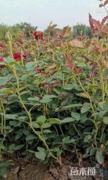 高度35厘米卡罗拉月季