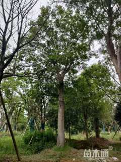 15公分红果冬青