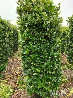 高度200厘米金森女贞柱