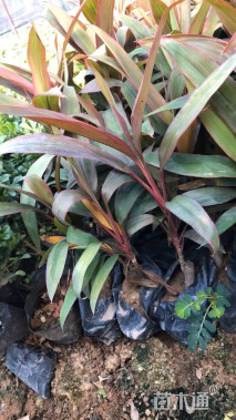 高度15厘米亮叶朱蕉