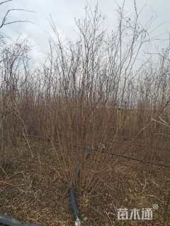 高度220厘米丛生紫薇