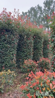 高度250厘米红叶石楠柱