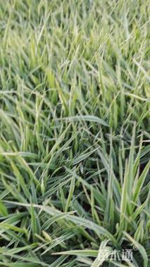 高度30厘米玉带草