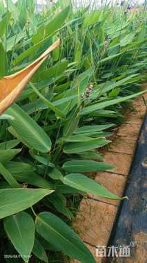 高度60厘米再力花