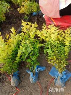 高度30厘米金叶女贞