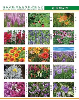 高度25厘米蓝花鸢尾