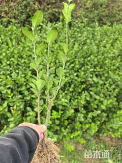 高度30厘米卫矛