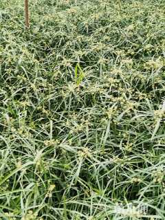 高度30厘米风车草