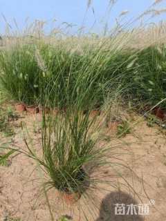 高度40厘米小兔子狼尾草