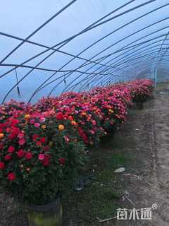 高度80厘米月季