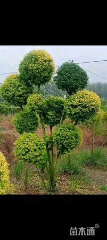 10公分造型亮晶女贞