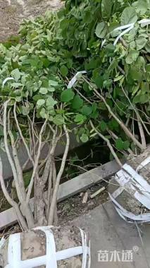 高度250厘米紫荆