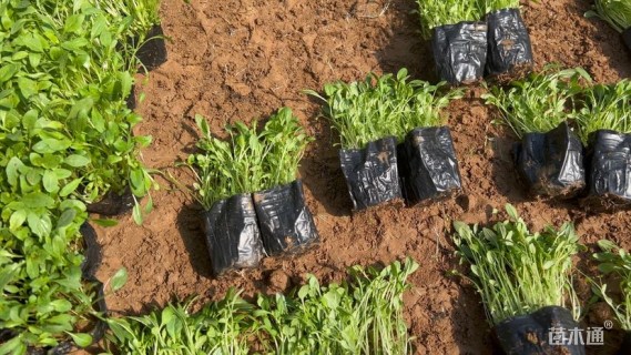 高度12厘米美丽月见草