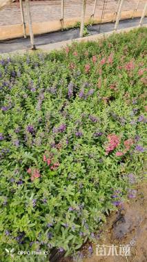 高度30厘米香彩雀