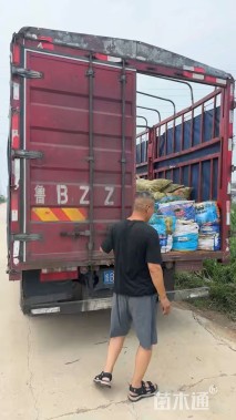 高度40厘米圆锥绣球