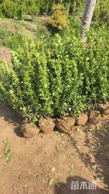 高度60厘米卫矛