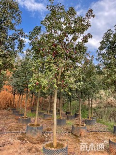 高度350厘米球花石楠