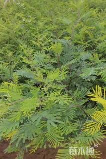 0.2公分澳洲金合欢