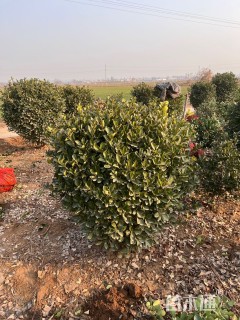 冠幅100厘米大叶黄杨球