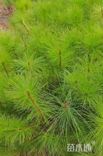 0.6公分云南松