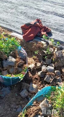 高度30厘米粉花绣线菊